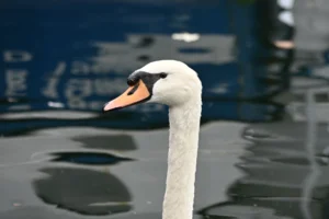 Cette photographie met en scène un **cygne** comme sujet principal, cadrée en gros plan. La composition isole son visage et son cou élégant, créant une impression d'intimité. Le cadrage serré et la lumière naturelle, douce et légèrement rasante, accentuent les détails de son plumage.Les **couleurs dominantes** sont le blanc pur du cygne et les teintes bleutées et grises de l’eau en arrière-plan. Le style est épuré et naturaliste, évoquant une **ambiance calme et poétique**, presque contemplative.