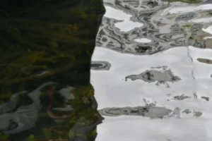 Cette photographie capture un glacier en retrait, révélant une paroi rocheuse sombre. Le sujet principal est la frontière nette entre la glace et la roche, soulignant l'érosion glaciaire.La composition est simple et naturelle, avec un cadrage serré mettant en valeur les textures contrastées. La lumière, probablement naturelle, est douce mais diffuse, accentuant les ombres et les reflets sur la glace.Les couleurs dominantes sont les teintes grises et bleutées de la glace, contrastant avec le noir et les verts moussus de la roche. Le style est documentaire et brut, évoquant une ambiance froide et minérale, presque mélancolique.