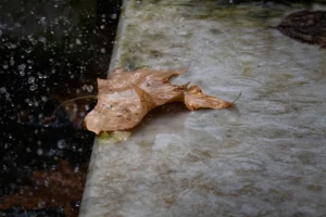 Cette photographie montre un morceau de pain sec posé sur une surface en pierre humide, probablement près d’un point d’eau.La composition est simple et épurée, avec un cadrage serré qui isole le sujet. La lumière naturelle, douce et légèrement tamisée, crée des contrastes subtils. Les couleurs dominantes sont des tons neutres (beige, gris) avec des reflets verts et bleus sur la pierre humide.Le style est réaliste et documentaire, évoquant une ambiance naturelle et presque mélancolique, comme un instant de vie saisie sans artifices.