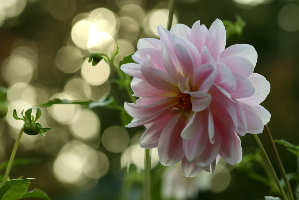 Cette photographie met en valeur une **pivoine** en fleurs, sujet principal, avec ses pétales délicats aux teintes **rose pâle et blanches**. La **composition** est simple et centrée, avec un léger flou d’arrière-plan qui isole la fleur. Le **cadrage** est serré, mettant en avant les détails des pétales et des étamines.La **lumière** douce et naturelle crée des **reflets et des bokehs** flous, ajoutant une touche poétique. Les **couleurs dominantes** sont des nuances pastel de rose et blanc, renforçant une ambiance **romantique et apaisante**. Le style est **naturel et artistique**, évoquant la beauté éphémère des fleurs.