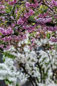 Cette photographie met en scène des **fleurs de cerisier** en pleine floraison comme sujet principal. La **composition** est serrée, avec un cadrage rapproché qui isole les branches et les bouquets de fleurs.La **lumière** semble naturelle, douce et légèrement tamisée, créant des contrastes subtils. Les **couleurs dominantes** sont des **tons pastel de rose, blanc et vert tendre**, évoquant la fraîcheur du printemps.Le **style** est épuré et photographique, avec une ambiance **poétique et apaisante**, renforcée par les détails délicats des pétales et des feuilles.