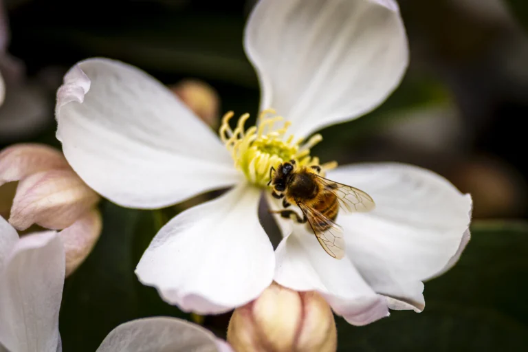 L'infinement petit du Jardin des Plantes