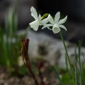 Cette photographie met en valeur deux petites fleurs blanches, probablement des jonquilles ou des espèces similaires, en premier plan. La composition est simple et naturelle, avec un cadrage serré qui isole les fleurs tout en gardant un arrière-plan flou et légèrement sombre, suggérant un environnement humide et boisé.La lumière douce et naturelle accentue les pétales délicats, créant des contrastes subtils. Les couleurs dominantes sont les blancs des fleurs et les verts des feuilles, avec des touches de brun et de gris dans l’arrière-plan. Le style est épuré et minimaliste, évoquant une ambiance paisible et presque mystique.