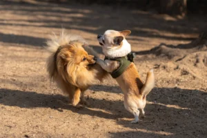 Cette photographie capture deux chiens en pleine interaction ludique. Le sujet principal est leur jeu dynamique, avec un chien en mouvement et l’autre en posture de réception.La composition est naturelle, centrée sur les animaux. Le cadrage serré met en valeur leur interaction, avec un arrière-plan flou et neutre.La lumière, douce et naturelle, semble provenir d’un éclairage diurne, créant des ombres légères. Les couleurs dominantes sont les tons chauds (beige, marron) des pelages des chiens, contrastant avec le sol terreux.Le style est spontané et vivant, évoquant une ambiance joyeuse et énergique.