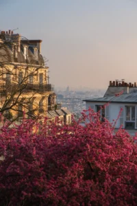 Cette photographie met en avant un **buisson en fleurs roses** en premier plan, contrastant avec des **immeubles parisiens** typiques en arrière-plan. La **composition** joue sur la profondeur avec un cadrage serré sur la végétation et un arrière-plan flou révélant une ville lointaine.La **lumière** douce, probablement crépusculaire, adoucit les contours. Les **couleurs dominantes** sont les roses vifs du végétal et les tons neutres des bâtiments, rehaussés par une atmosphère légèrement bleutée.Le **style** est naturaliste et poétique, évoquant une **ambiance paisible et mélancolique**, typique des paysages urbains romantiques.