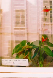 Cette photographie montre principalement une plante verte avec des feuilles larges et une fleur rouge en arrière-plan. Une note manuscrite, partiellement visible, est accrochée à la plante, ajoutant une touche humoristique ou poétique.La composition est simple et naturelle, avec un cadrage serré sur les plantes. La lumière semble douce et naturelle, éclairant les éléments sans créer d'ombres marquées. Les couleurs dominantes sont les verts des feuilles et le rouge vif de la fleur, contrastant avec le fond neutre des rideaux.L’ambiance est chaleureuse et intimiste, évoquant un intérieur domestique et apaisant.
