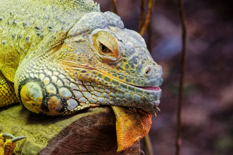 Dans la jungle de Vincennes