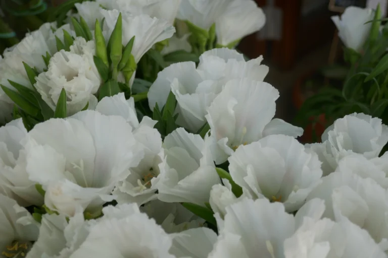 Blanc-en-fleur