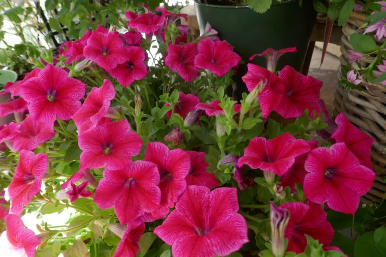 Rouge-en-fleurs