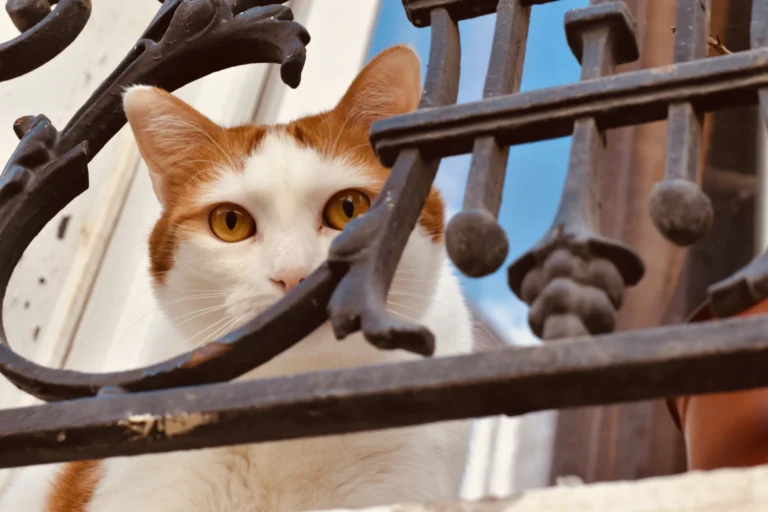 Chasse aux règles à la Butte aux Cailles