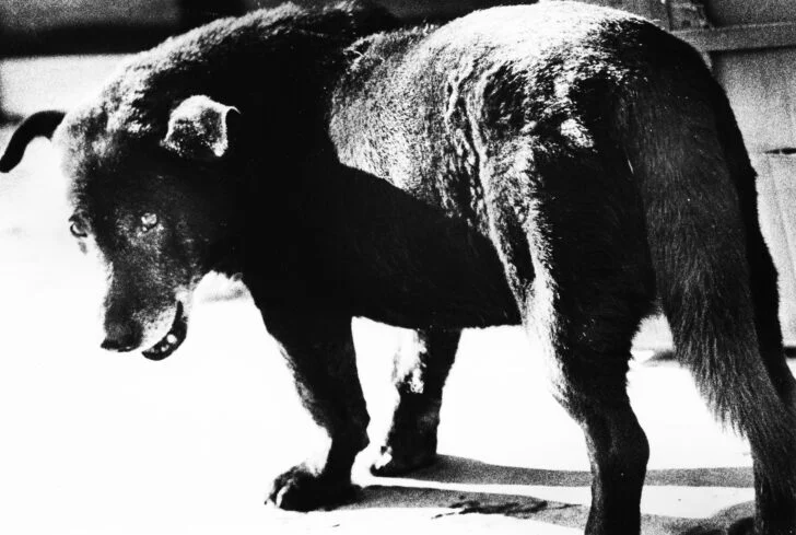 Daido Moriyama – Lettres d’amour à la photographie