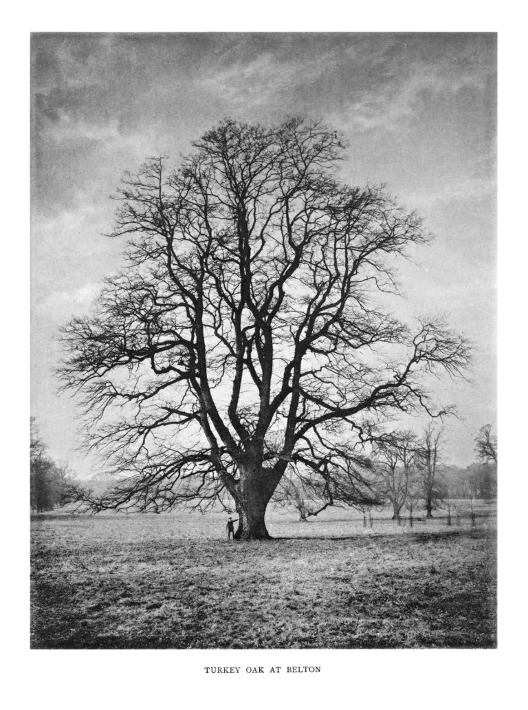 Le grand inventaire des arbres britanniques
