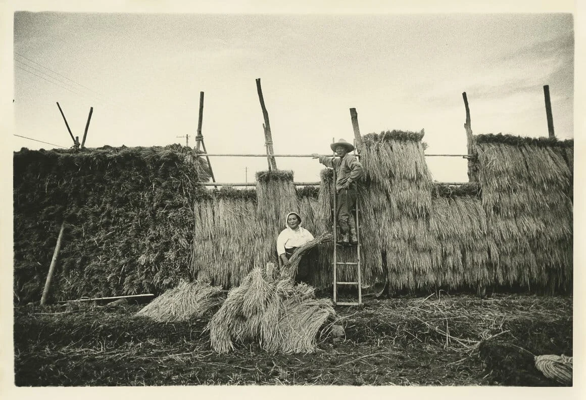 Kazuo Kitai,
Récolte du riz,
série Vers les villages,
département de Niigata,
1973