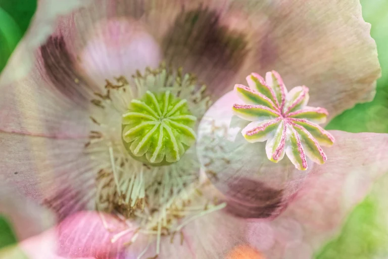 L'infinement petit du Jardin des Plantes