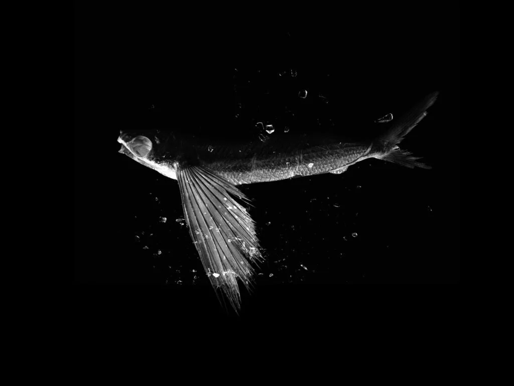 Poisson dans l'eau