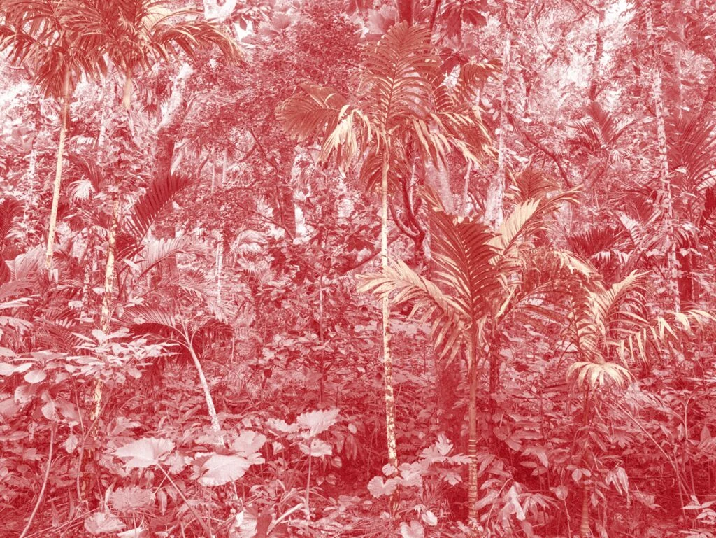 Végétation rouge
