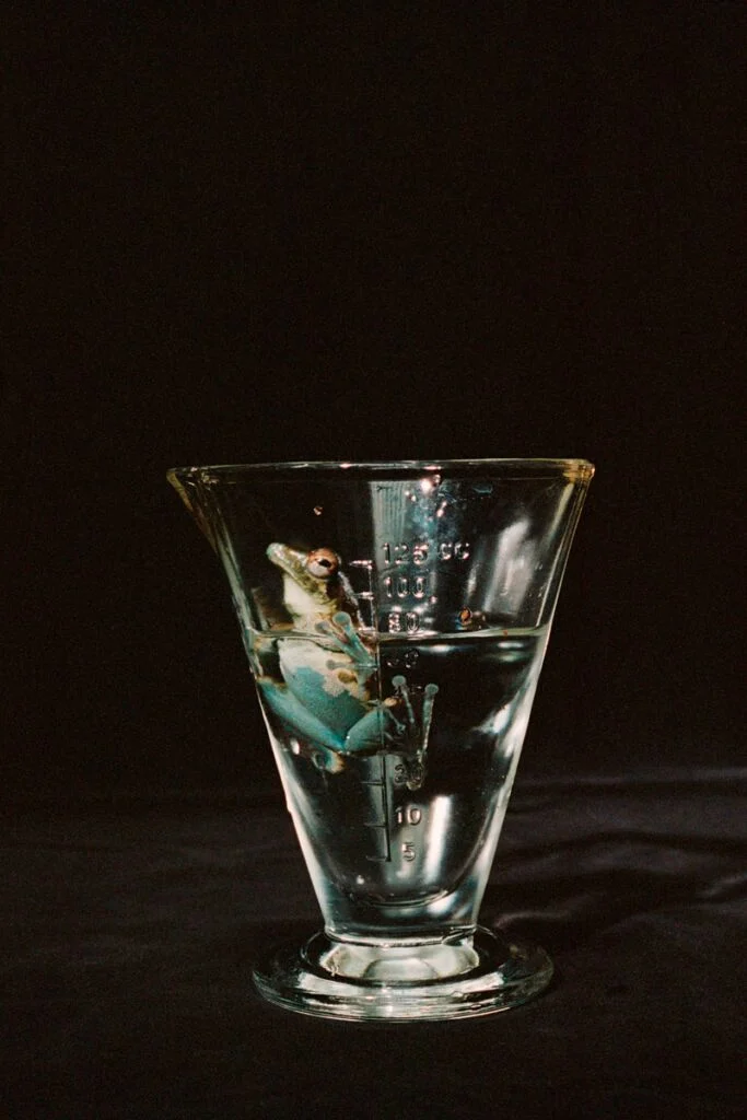 Une grenouille dans un verre