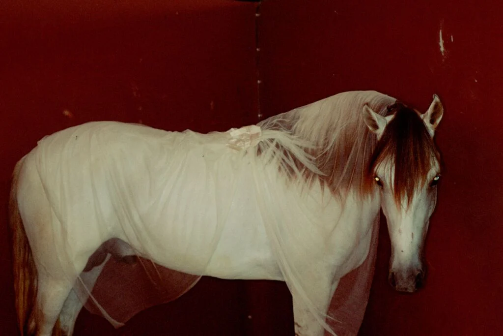 Un cheval