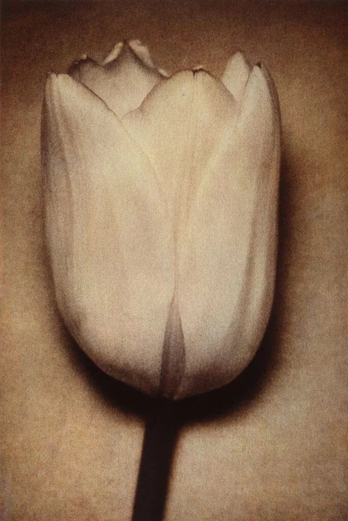 Une tulipe blanche