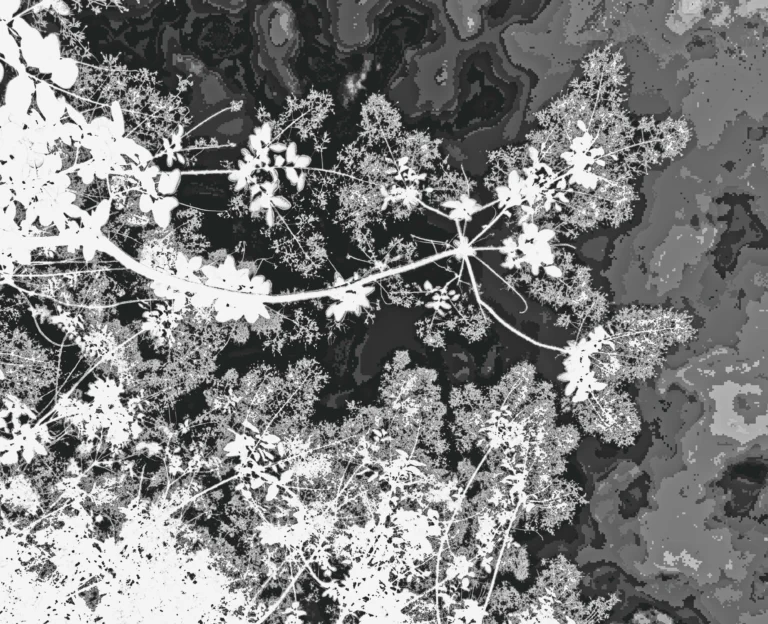 Blanc-3