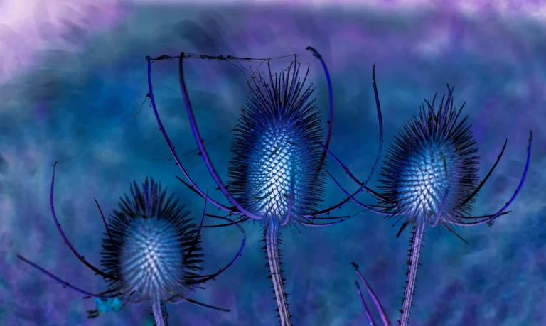 Bleu-4