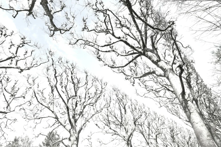 blanc-4