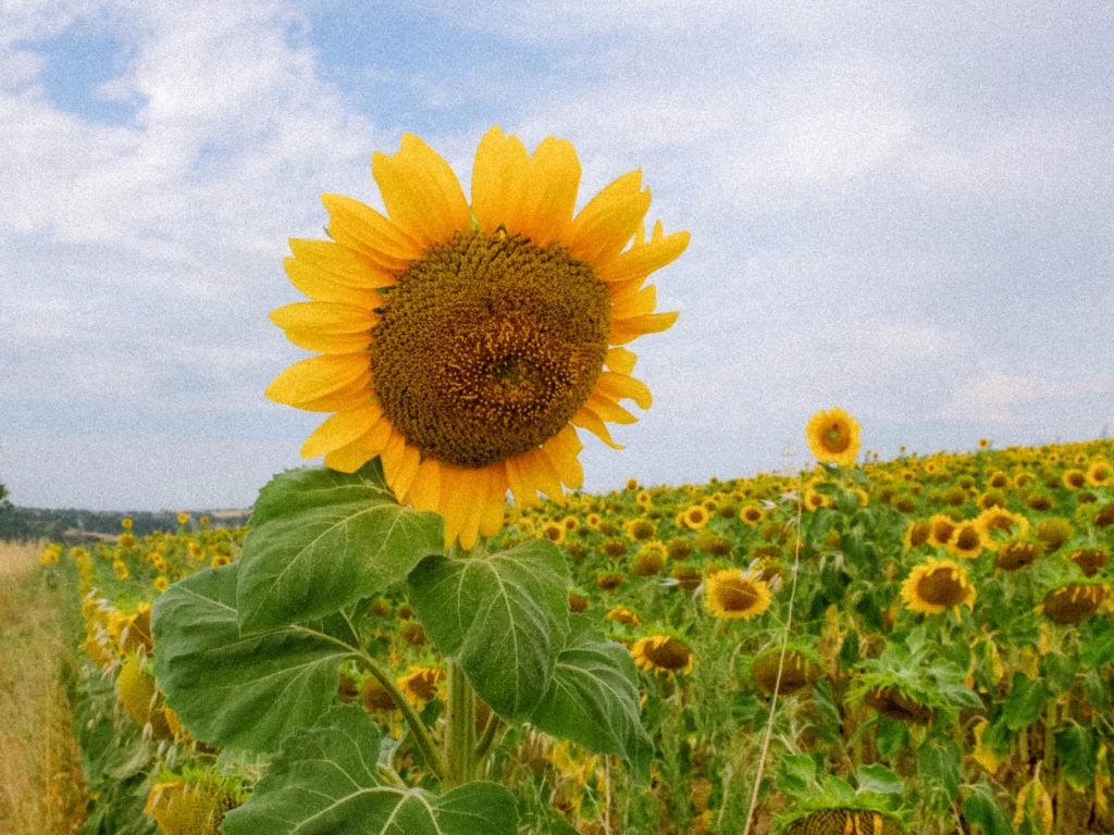 Photo challenge