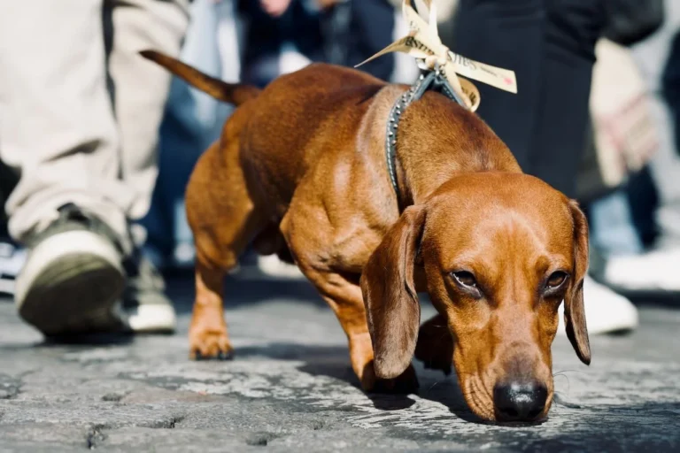 La marche des teckels