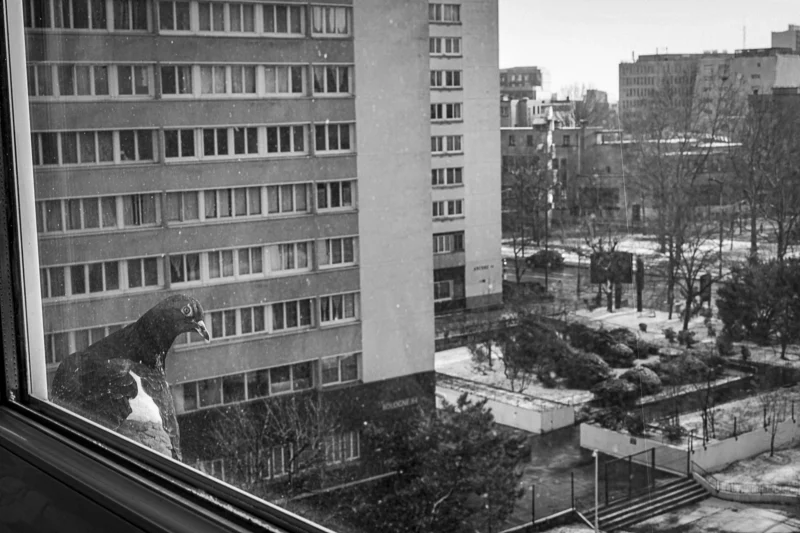 Thierry · 18/01/2024 · 3840 x 2560 Cette photographie en noir et blanc montre un **sujet principal** difficile à distinguer clairement, probablement un oiseau en vol devant un immeuble.La **composition** met en valeur un **cadrage serré** depuis une fenêtre, avec un immeuble résidentiel en arrière-plan et un parc en contrebas. La **lumière** est naturelle, tamisée, créant des contrastes doux. Les **couleurs dominantes** sont les nuances de gris, renforçant une ambiance mélancolique et intemporelle.Le **style** est documentaire et sobre, évoquant une **ambiance calme et urbaine**, presque nostalgique.