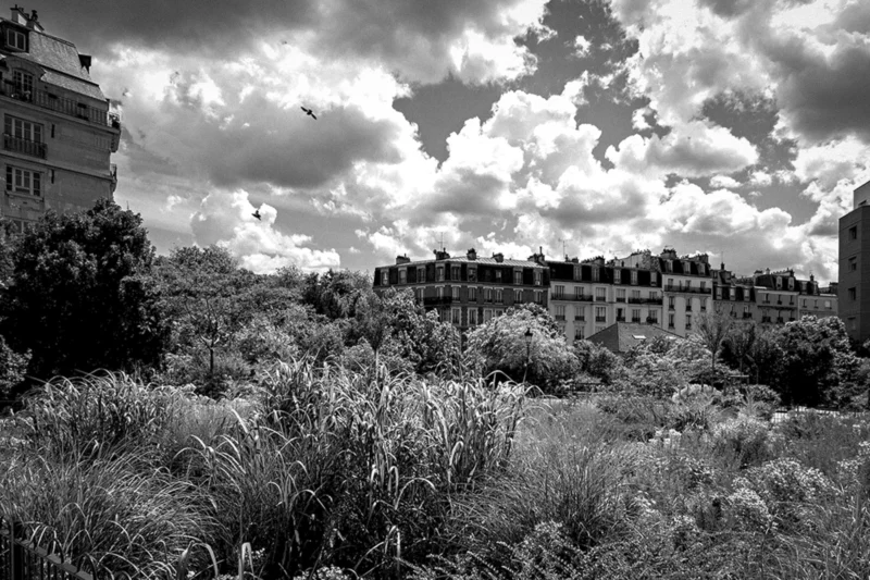 Thierry · 26/05/2024 · 3840 x 2560 Cette photographie en noir et blanc met en scène un paysage urbain avec des bâtiments anciens en arrière-plan, probablement des immeubles résidentiels ou administratifs. Le sujet principal est la végétation dense et sauvage en premier plan, composée de buissons et d’herbes hautes.La composition joue sur le contraste entre la nature envahissante et l’architecture ordonnée. Le cadrage est large, incluant un ciel nuageux et dramatique. La lumière, douce mais contrastée, accentue les textures et les ombres. Les tons dominants sont les gris et noirs, renforçant une ambiance mélancolique et nostalgique, typique du style photographique classique et contemplatif.
