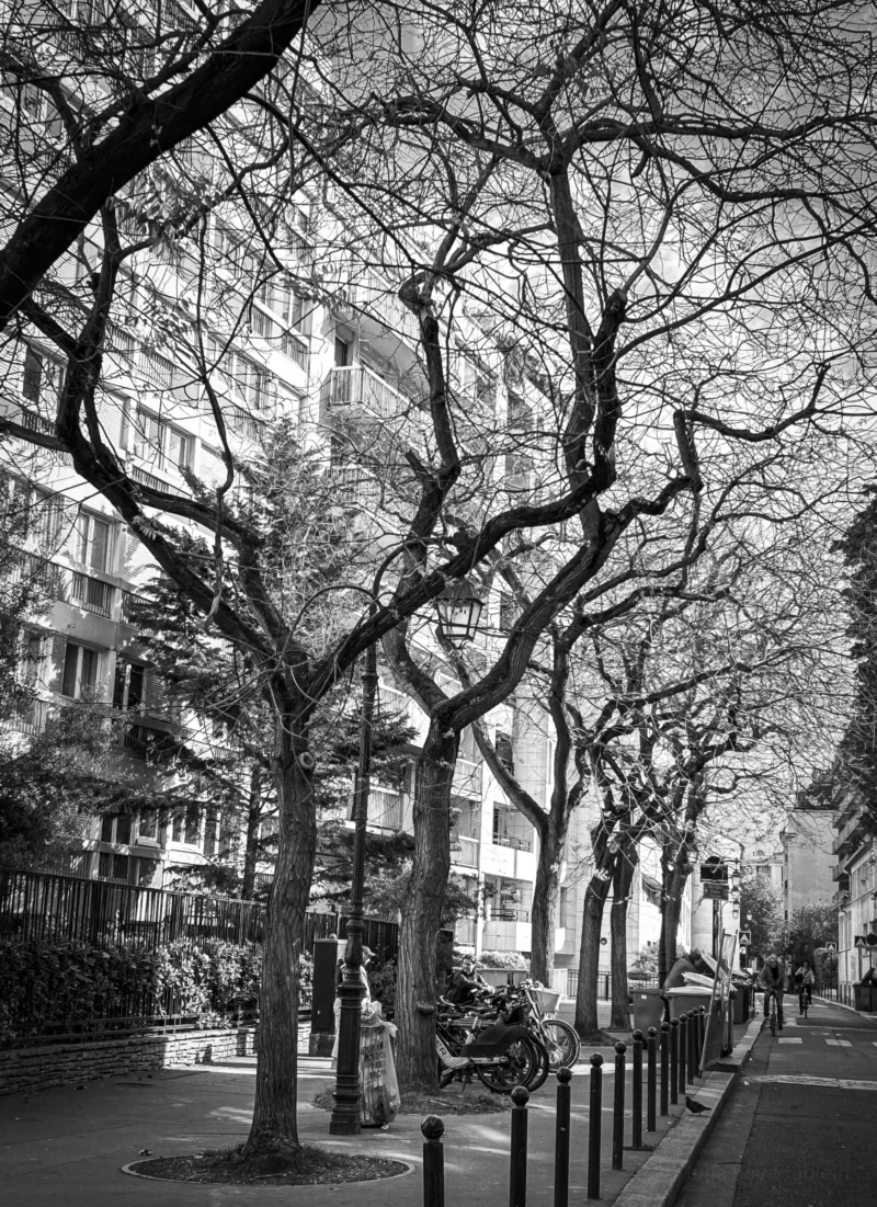 Thierry · 04/07/2025 · 2791 x 3840 Cette photographie en noir et blanc capture une rue urbaine bordée d’arbres sans feuilles, formant un sujet principal par leurs branches entrelacées. La composition repose sur des lignes verticales et horizontales, créant un jeu d’ombres et de perspectives.Le cadrage serré met en valeur les arbres et les bâtiments en arrière-plan. La lumière, douce et diffuse, accentue les contrastes entre clarté et obscurité, renforçant l’atmosphère contemplative. Les tons de gris dominent, soulignant les textures et les détails architecturaux.Le style est documentaire et artistique, évoquant une ambiance mélancolique et intemporelle, typique des scènes urbaines hivernales.