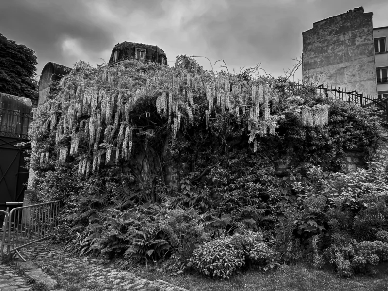 Thierry · 04/07/2025 · 3840 x 2880 Cette photographie en noir et blanc met en scène un **mur végétalisé et envahi par la nature**, presque sauvage, avec des plantes grimpantes et des arbustes. Le **sujet principal** est cette végétation luxuriante qui semble dévorer une structure ancienne.La **composition** est équilibrée, avec un **cadrage serré** sur la végétation, encadrée par des bâtiments et des escaliers. La **lumière** est tamisée, créant des contrastes doux. Les **couleurs dominantes** sont les nuances de gris, renforçant une ambiance **mystérieuse et mélancolique**.Le **style** est documentaire et artistique, évoquant une **ruine romantique** ou une nature triomphante. L’ambiance est **sombre et poétique**, presque onirique.