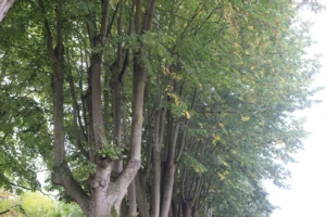 Marie-Odile · 1600 x 1066 Cette photographie met en scène un groupe d'arbres matures comme sujet principal. La composition est naturelle, avec des troncs centraux et des branches qui s’étendent vers le haut.Le cadrage est serré, mettant l’accent sur les détails des écorces et du feuillage. La lumière semble douce et naturelle, probablement en journée, créant des ombres légères.Les couleurs dominantes sont les verts variés des feuilles, avec quelques touches de jaune, suggérant un début d’automne. Le style est réaliste et photographique, sans retouche apparente. L’ambiance est calme et apaisante, évoquant la sérénité de la nature.