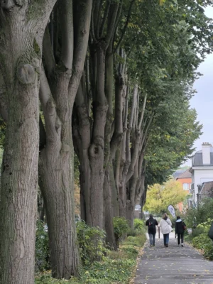 Laurence · 27/09/2025 · 3060 x 4080 Cette photographie montre un **chemin bordé d’arbres** dont les troncs ont été sculptés pour évoquer des visages. Le **sujet principal** est cette allée mystérieuse et artistique.La **composition** guide le regard vers l’horizon avec une perspective linéaire. Le **cadrage** serré met en valeur les arbres et les quelques passants en arrière-plan. La **lumière**, douce et naturelle, crée des ombres légères, tandis que les **couleurs dominantes** sont des verts et gris, adoucis par des touches de jaune et de brun.Le **style** est à la fois réaliste et poétique, évoquant une **ambiance** onirique et contemplative.