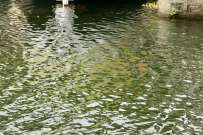 Francoise · 13/09/2025 · 3840 x 2560 Cette photographie capture principalement un groupe de poissons dans une eau trouble. La composition montre une vue plongeante depuis un pont ou une structure en béton, encadrant partiellement le sujet.Le cadrage est serré, mettant l’accent sur les poissons et les reflets de l’eau. La lumière semble naturelle, tamisée, créant des contrastes doux. Les couleurs dominantes sont des teintes vertes et grises, reflétant la turbidité de l’eau.Le style est réaliste et documentaire, avec une ambiance calme et légèrement mystérieuse, évoquant un environnement aquatique urbain ou naturel peu lumineux.