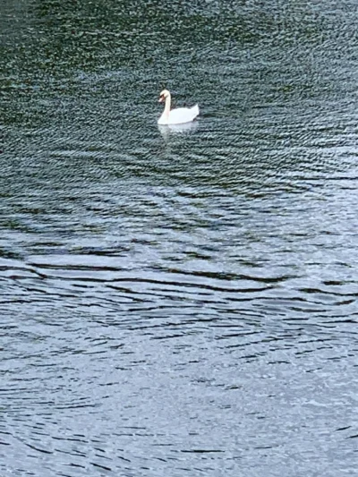 Kerry · 13/09/2025 · 1583 x 2110 Cette photographie met en scène un **cygne** comme sujet principal, nageant calmement sur l’eau. La **composition** est épurée, centrée sur l’animal avec un arrière-plan minimaliste.Le **cadrage** est serré, capturant une vue légèrement rapprochée. La **lumière** semble naturelle, douce et diffuse, sans ombres marquées. Les **couleurs dominantes** sont des teintes bleutées et grises pour l’eau, contrastant avec le blanc pur du cygne.Le style est **réaliste et sobre**, évoquant une **ambiance paisible et sereine**, presque contemplative.