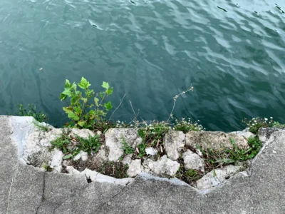 Kerry · 13/09/2025 · 4032 x 3024 Cette photographie montre un **sujet principal** composé d’une petite plante verte poussant entre des pierres et du béton fissuré, au bord d’une étendue d’eau.La **composition** est simple et naturelle, avec un **cadrage serré** sur la végétation et le bord de l’eau. La **lumière** semble douce et naturelle, sans ombre marquée, créant une ambiance apaisante.Les **couleurs dominantes** sont les verts de la plante, les gris du béton et des pierres, ainsi que les teintes bleutées de l’eau. Le **style** est réaliste et documentaire, évoquant une **ambiance** de résilience et de calme, presque mélancolique.