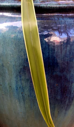 Franck T. · 04/10/2025 · 585 x 1000 Cette photographie met en scène une feuille verte, probablement d’une plante, insérée partiellement dans une passoire en métal bleu-vert.Le cadrage est serré, centré sur la feuille et son reflet dans la passoire. La lumière naturelle éclaire la scène, créant des contrastes doux entre les ombres et les reflets. Les couleurs dominantes sont le vert vif de la feuille et le bleu-vert métallique de la passoire, avec des nuances de gris et de bleu dans les reflets.Le style est épuré et minimaliste, évoquant une ambiance calme et presque poétique, avec une touche d’abstraction due aux jeux de lumière et de réflexion.