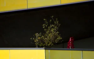 Franck T. · 18/10/2025 · 1000 x 636 Cette photographie met en scène un petit arbre en pot comme sujet principal, encadré entre deux bandes horizontales colorées. La composition joue sur les contrastes géométriques avec des lignes droites (bande noire et jaune) et une forme organique (l'arbre). Le cadrage serré isole ces éléments, créant une ambiance minimaliste et urbaine. La lumière semble naturelle, douce mais contrastée, accentuant les teintes vives. Les couleurs dominantes sont le jaune vif, le noir et le rouge, apportant une touche dynamique. Le style est épuré et contemporain, évoquant une ambiance moderne et légèrement mélancolique.