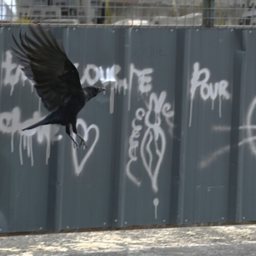 Photo de Pierre landemard