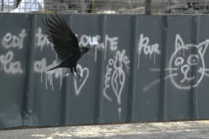Pierre · 18/10/2025 · 3435 x 2286 Cette photographie met en scène un **oiseau en vol**, sujet principal, capturé devant un **mur tagué**. La composition oppose le mouvement naturel de l'oiseau aux graffitis stylisés, dont les motifs incluent un cœur et un chat.Le **cadrage serré** isole l'oiseau et une partie du mur, créant un contraste entre vie organique et art urbain. La **lumière** semble naturelle, avec des ombres douces, et les **couleurs dominantes** sont les teintes grises du mur, rehaussées par les traits blancs et noirs des tags.L’ambiance est **urbaine et contrastée**, mêlant liberté et artificialité, avec un style **documentaire et artistique**.
