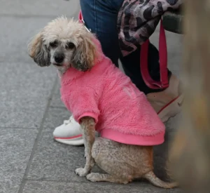 Pierre · 30/10/2025 · 3502 x 3204 Cette photographie met en scène un petit chien, sujet principal, assis et vêtu d'un pull rose. Le cadrage est serré, centré sur l'animal, avec une partie des jambes et des pieds d'une personne en arrière-plan.La lumière semble naturelle, bien que légèrement tamisée, créant des ombres douces. Les couleurs dominantes sont les tons pastel (rose du pull) et neutres (gris du chien et du sol).Le style est simple et spontané, évoquant une ambiance quotidienne et chaleureuse, presque intimiste.