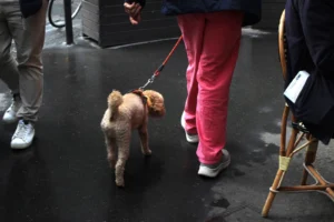 Marie-Odile · 1600 x 1066 Cette photographie met en scène un petit chien poilu, sujet principal, tenu en laisse par une personne vêtue de pantalons roses. La composition est simple, centrée sur les jambes et le chien.Le cadrage est serré, capturant peu d’éléments autour. La lumière semble naturelle et douce, sans ombre marquée. Les couleurs dominantes sont les tons neutres (gris du sol) et les couleurs vives comme le rose des pantalons.Le style est réaliste et spontané, évoquant une ambiance quotidienne et détendue.