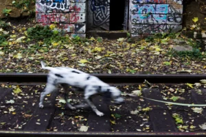 Fabienne · 04/10/2025 · 5488 x 3662 Cette photographie met en scène un chien en mouvement, sujet principal, courant sur un sol couvert de feuilles mortes. La composition est dynamique, avec une perspective basse et légèrement inclinée, capturant l'action du chien en contre-plongée.Le cadrage est serré, centré sur l'animal, avec un arrière-plan flou mais visible, incluant des graffitis et une végétation dense. La lumière semble naturelle, probablement en journée, avec des ombres marquées. Les couleurs dominantes sont les tons terreux (bruns, verts) et les contrastes entre le pelage blanc et noir du chien. Le style est documentaire et spontané, créant une ambiance vivante et un peu sauvage.