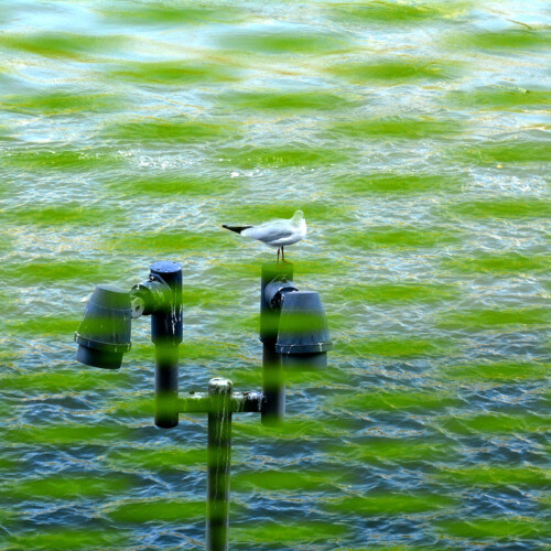 Photo de Pascale CHESNOT