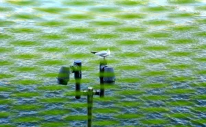 Pascale · 18/10/2025 · 2000 x 1235 Cette photographie met en scène un **oiseau** perché sur une **structure métallique** composée de capteurs ou instruments scientifiques, émergente d’un plan d’eau. La **composition** est épurée, centrée sur ces éléments avec un arrière-plan flou de surface aquatique.Le **cadrage** est serré, isolant le sujet. La **lumière**, douce et naturelle, crée des contrastes subtils. Les **couleurs dominantes** sont les verts et bleus, évoquant une ambiance aquatique et calme. Le style est **minimaliste et réaliste**, avec une touche poétique. L’ambiance est **sereine et contemplative**, mêlant nature et technologie.
