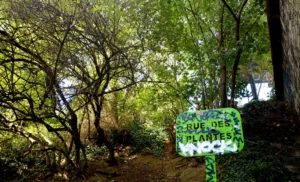 Pascale · 04/10/2025 · 1998 x 1212 Cette photographie montre un sentier forestier avec, au premier plan, un panneau vert partiellement caché par la végétation. Le sujet principal est ce panneau, dont on distingue les mots "Rue des Nid d'Abeilles".La composition met en valeur le contraste entre le chemin étroit et les arbres denses. Le cadrage est serré, centré sur le panneau et le sentier. La lumière, tamisée par le feuillage, crée une ambiance mystérieuse et apaisante. Les couleurs dominantes sont les verts profonds et les teintes naturelles, renforçant une atmosphère forestière et sauvage. Le style est documentaire et naturel, évoquant une exploration en pleine nature.