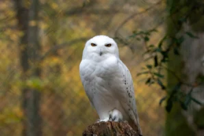 Jean-Marc · 02/11/2025 · 4214 x 2809 Cette photographie met en scène un **hibou blanchâtre**, probablement un harfang des neiges, comme sujet principal. Le cadrage est serré, centré sur l’oiseau posé sur un tronc d’arbre, avec un arrière-plan légèrement flou de feuillage automnal.La **lumière** douce et naturelle accentue les détails de son plumage. Les **couleurs dominantes** sont les tons blancs et gris de l’oiseau, contrastant avec les verts et jaunes des feuilles en arrière-plan. Le style est **naturel et documentaire**, créant une ambiance paisible et sauvage.
