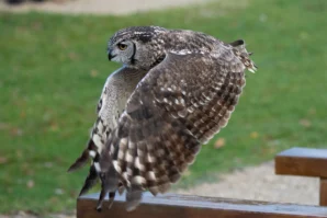 Jean-Marc · 02/11/2025 · 3456 x 2304 Cette photographie met en scène un hibou, probablement une chouette effraie, comme sujet principal. Le cadrage est serré, centré sur l'oiseau posé sur une branche ou un rebord. La composition est simple et équilibrée, avec un arrière-plan flou de pelouse verte.La lumière naturelle, douce et légèrement latérale, met en valeur les plumes et les détails du rapace. Les couleurs dominantes sont les tons bruns et gris du hibou, contrastant avec le vert de l'herbe. Le style est réaliste et naturel, créant une ambiance calme et contemplative, typique des scènes de nature.