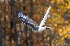 Jean-Marc · 02/11/2025 · 4014 x 2676 Cette photographie met en scène un oiseau en vol, probablement un rapace, comme sujet principal. Le cadrage est serré, capturant l'animal en plein essor avec ses ailes déployées. La composition est dynamique, centrée sur l'oiseau au premier plan.La lumière naturelle éclaire la scène, mettant en valeur les détails des plumes. Les couleurs dominantes sont les tons automnaux : jaunes, oranges et bruns des feuilles en arrière-plan, contrastant avec les teintes grises et blanches de l'oiseau. Le style est photographique naturel, réaliste, créant une ambiance paisible et sauvage.